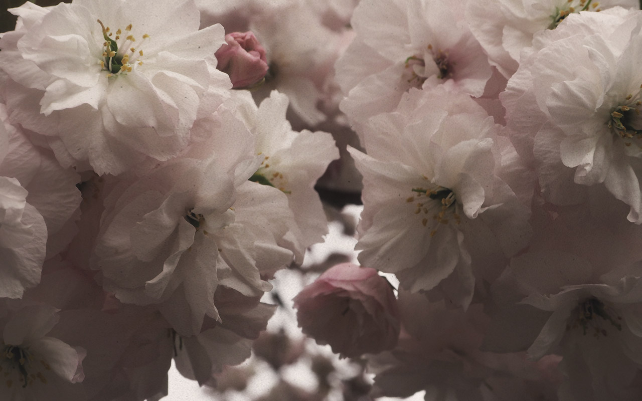 The first photo for the blog post on Japan posted on May 25, 2017.