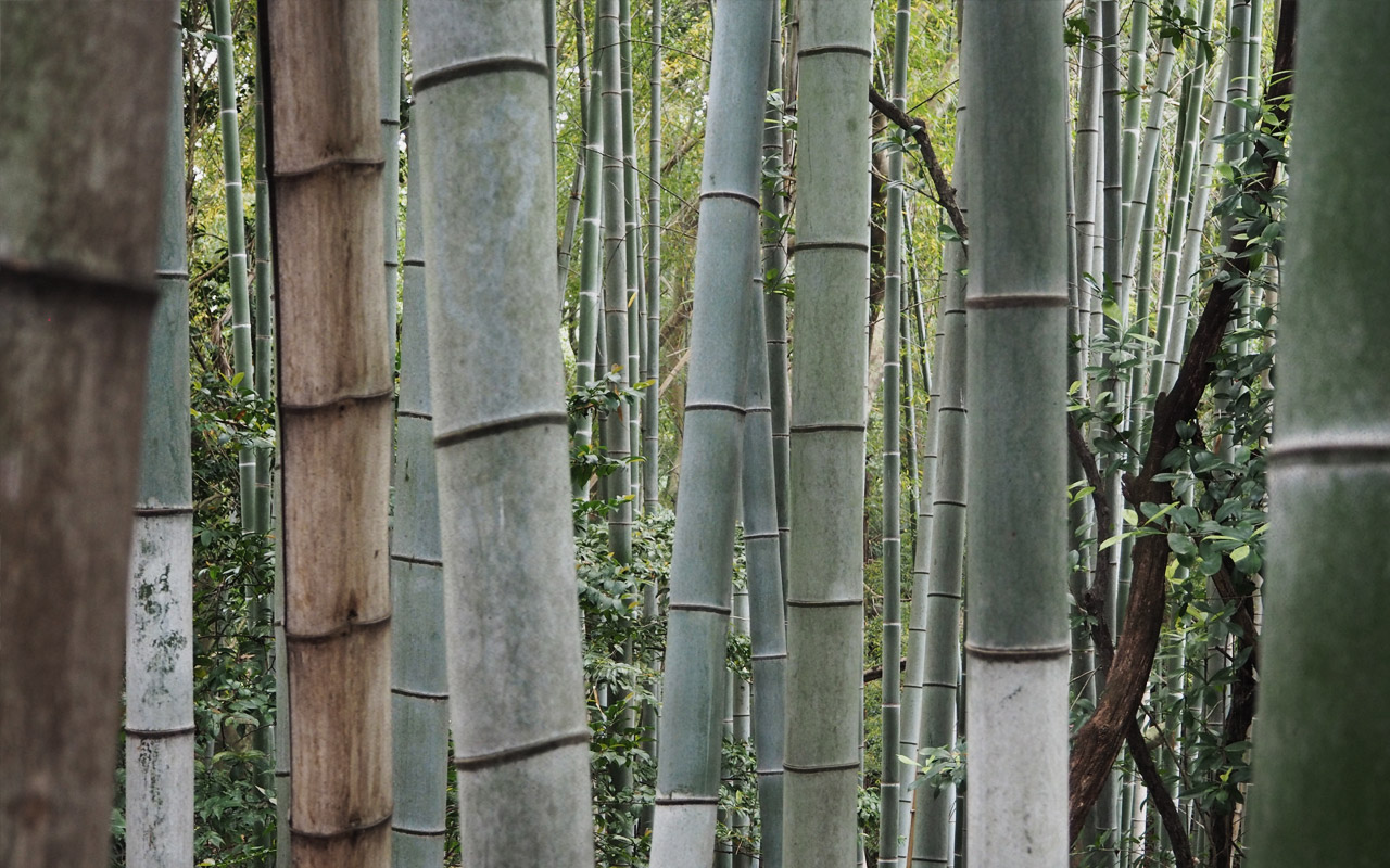 The nineth photo for the blog post on Japan posted on May 25, 2017.