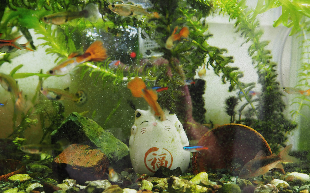 The fourteenth photo for the blog post on Japan posted on May 25, 2017.